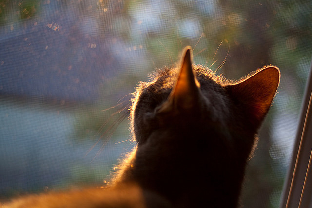 史上最年轻的“欧冠巨星”崛起记，欧冠最年轻出场纪录