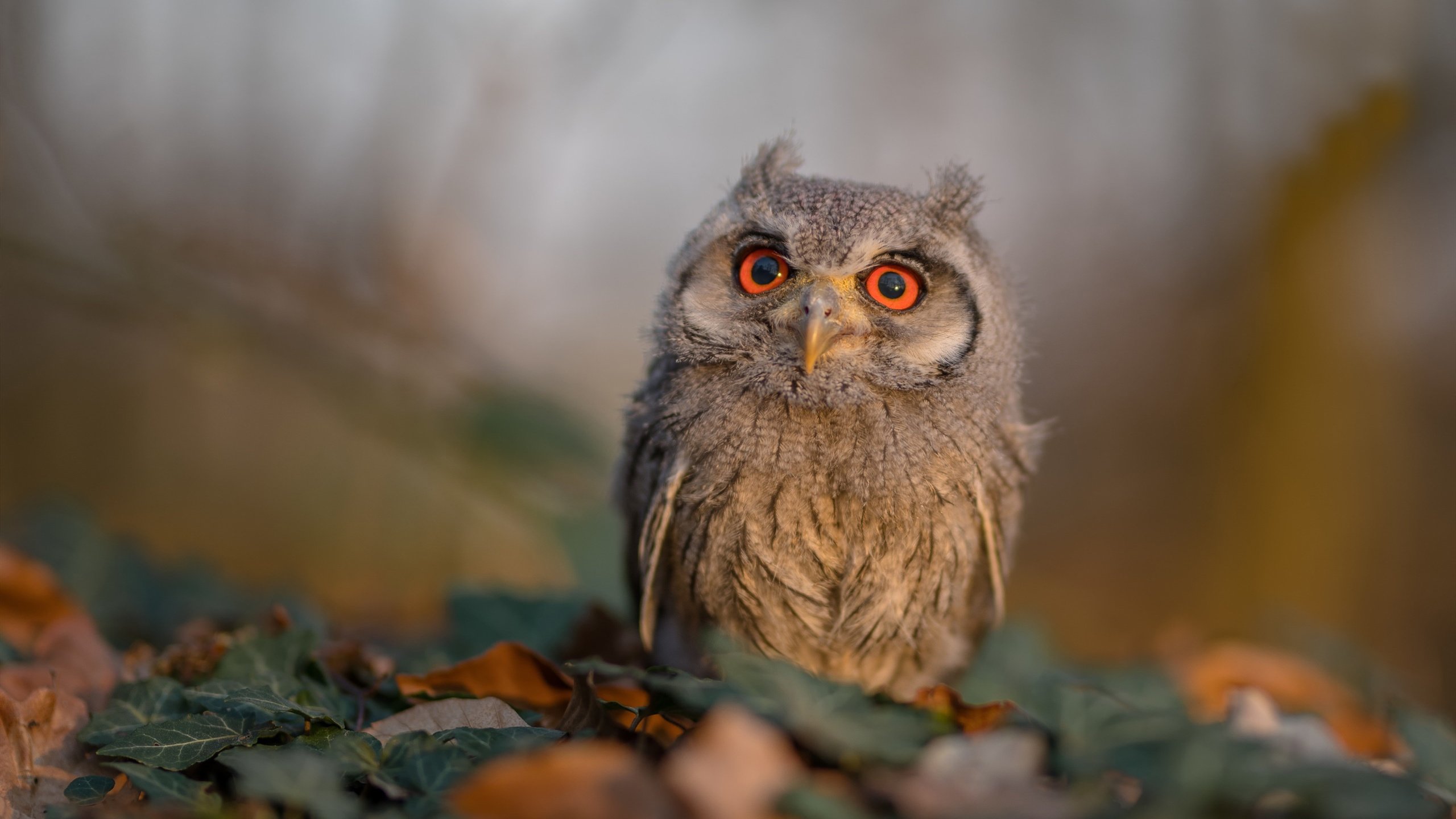 kaiyun.com-历史上最燃的“冠军荣耀夜”回顾，荣耀冠军阵容搭配