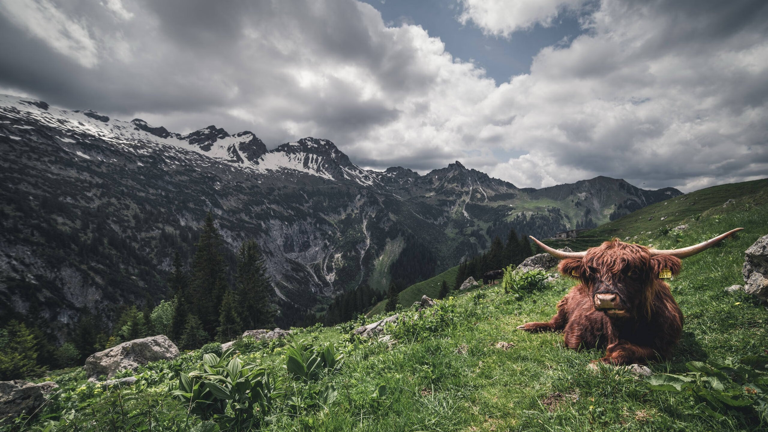 德甲引导青少年足球走向职业化,推动足球普及,国家对青少年足球的政策