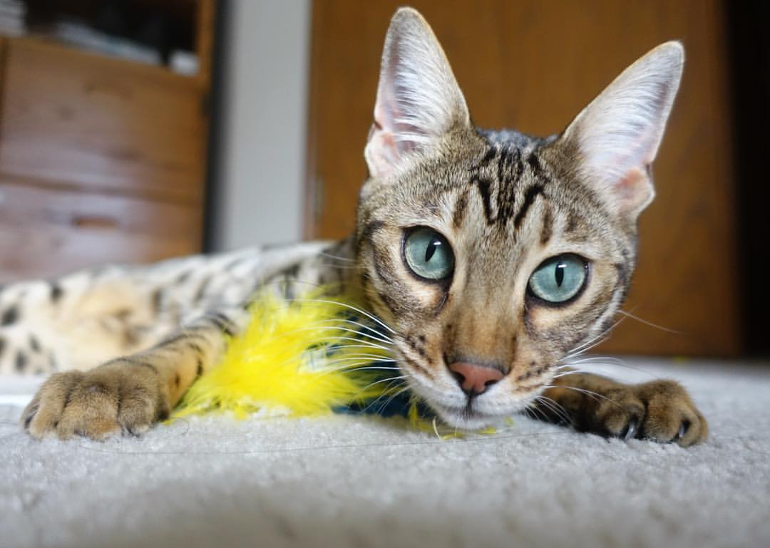 kaiyun官方网站-意甲正式启用VAR新系统，提升裁判判罚水平，意甲有没有var