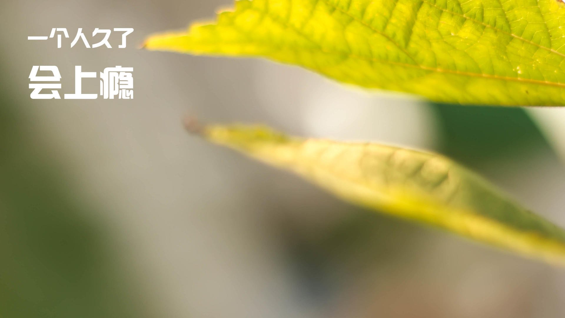 摩纳哥攻防平衡,争取欧战资格,摩纳哥v4