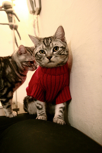 球场奇兵:战术调整带来的巨大变化,球场攻略