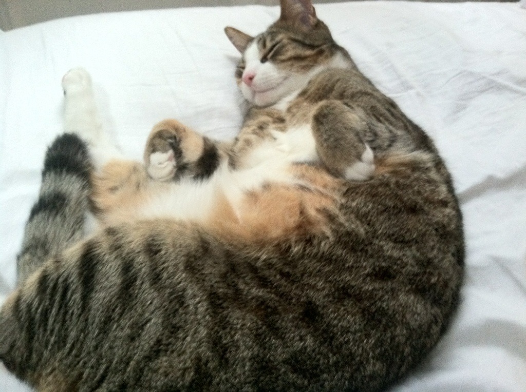 AC米兰客场-战平国际米兰，双方互交白卷战局僵持，ac米兰对战国际米兰