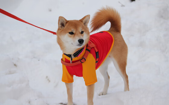 《独行侠替补席贡献有限,球队深度成疑》,独行侠球队阵容