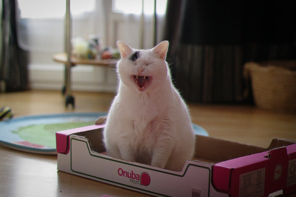 开云网页版-利物浦逆转胜利，成功晋级欧冠八强，利物浦欧冠大逆转