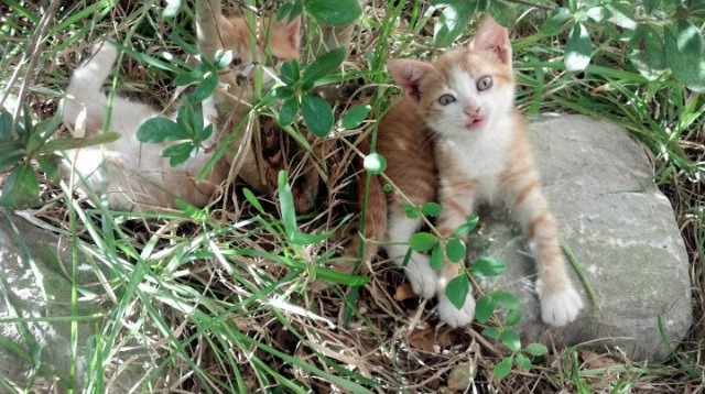 博卡青年季后赛席位稳固,博卡青年新赛季球衣