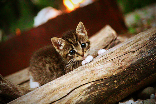 国家队篮球战术多样化探索,篮球队国家队