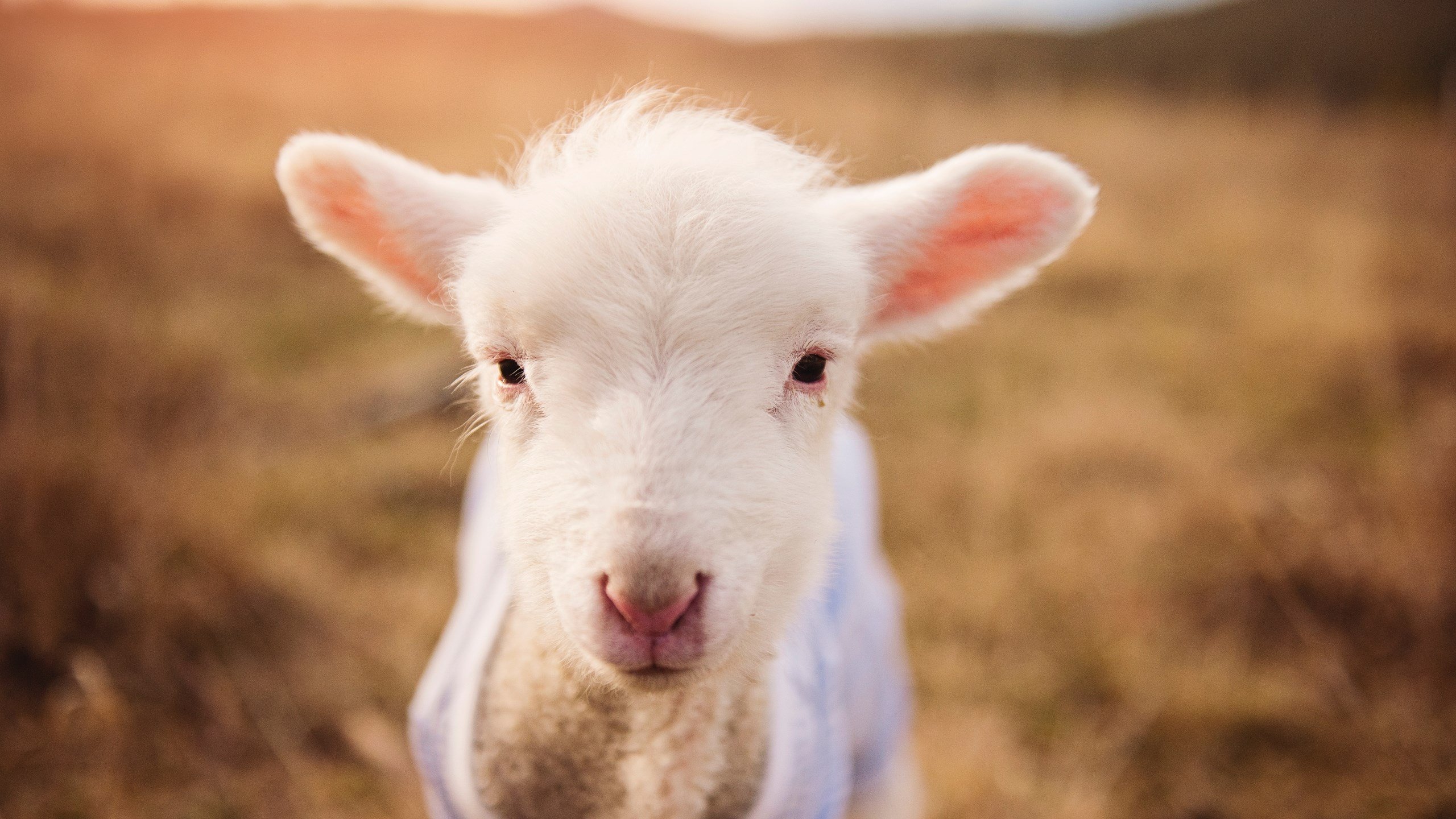 开云官方-国民队新赛季目标明确，国民队新赛季目标明确了吗