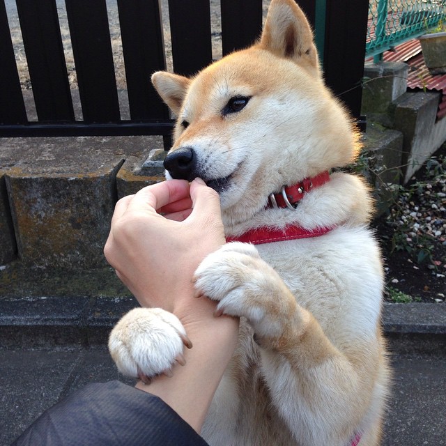 KAIYUNAPP-基利安·海耶斯在NBA常规赛中表现出色，基利安海斯 虎扑