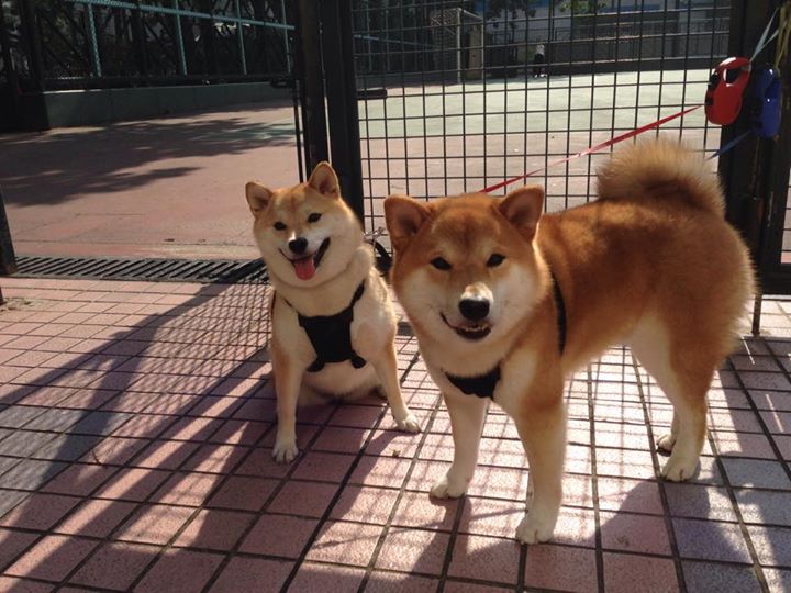 塞内加尔男足在巴黎奥运会上取得历史性成绩,塞内加尔国足