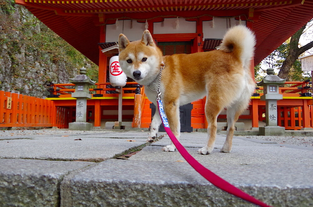 KAIYUNAPP-奥运会黑马送法国回家，奥运会 黑马
