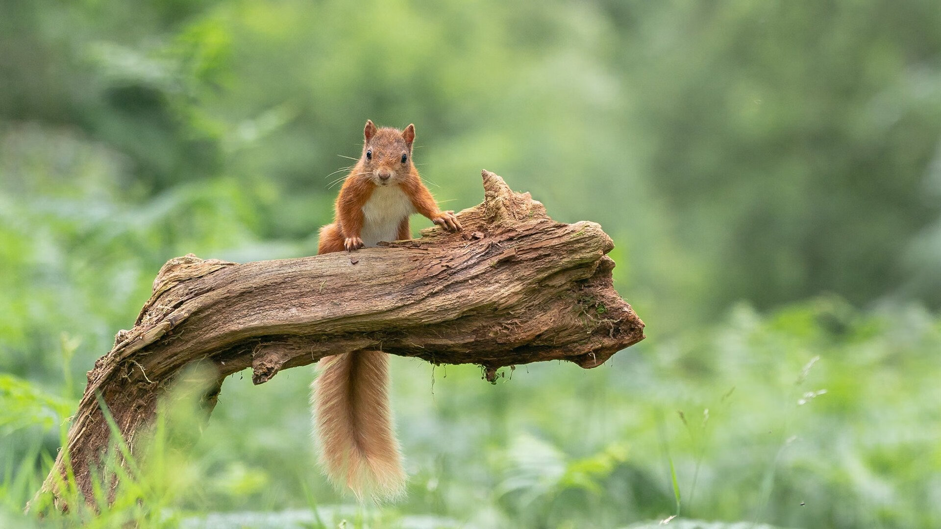 开云官方-巴西女足在奥运会小组赛中表现出色，晋级淘汰赛，巴西女足拿过奥运会冠军吗