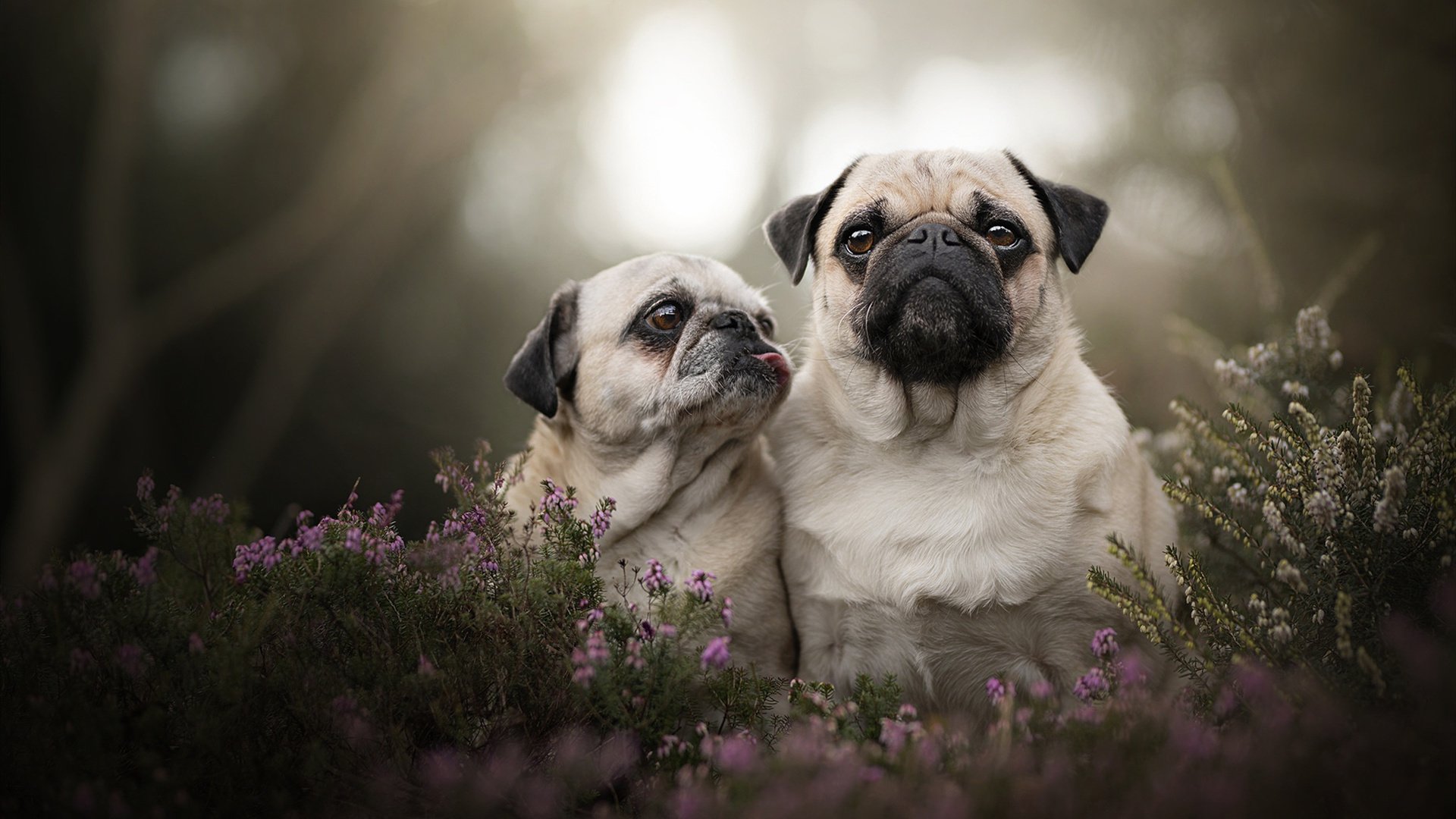 巴西女足在奥运会小组赛中表现出色,晋级淘汰赛,巴西女足拿过奥运会冠军吗