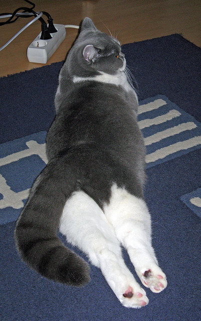 扎马莱克签约新外援,增强防守实力,马扎克资料