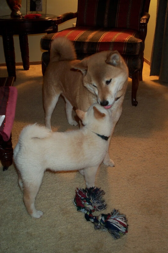 kaiyun体育app-欧洲国家队纷纷出击，争夺殊荣的角逐即将揭开序幕，欧洲国家队阵容