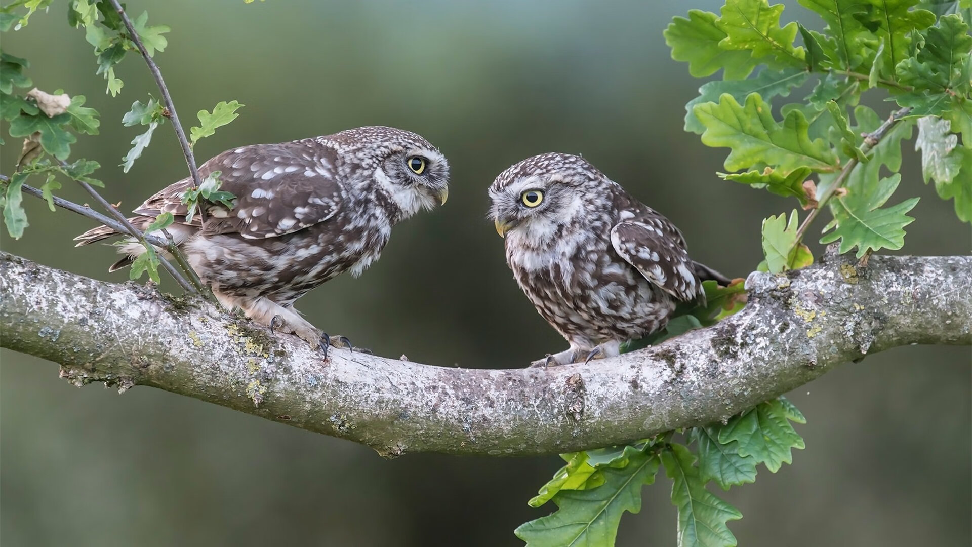 Kaiyun官方登录入口-羽毛球世锦赛四强产生，国羽五项全部晋级，羽毛球世锦赛赛制规则