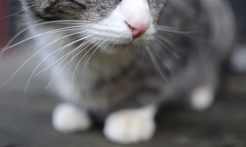 世界田径接力赛中国男女队均获奖牌,田径4×100接力世界纪录