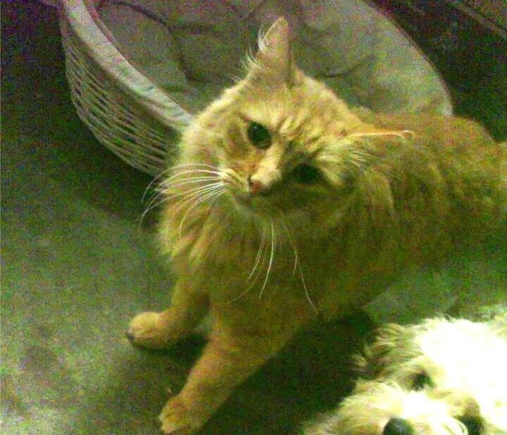 kaiyun体育app-中超赛季球队净进球趋势图表，中超赛季球队净进球趋势图表最新