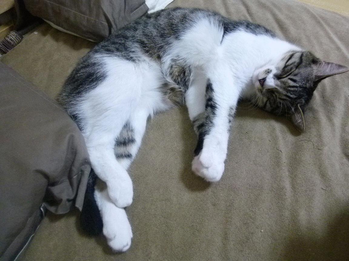 中超球队球员心理分析,中超球员身体素质