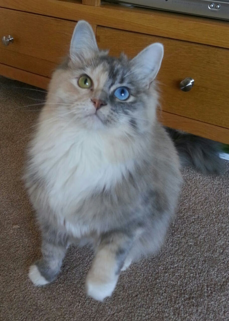 全国团体花样滑冰赛首次举行,花样滑冰团体赛是什么