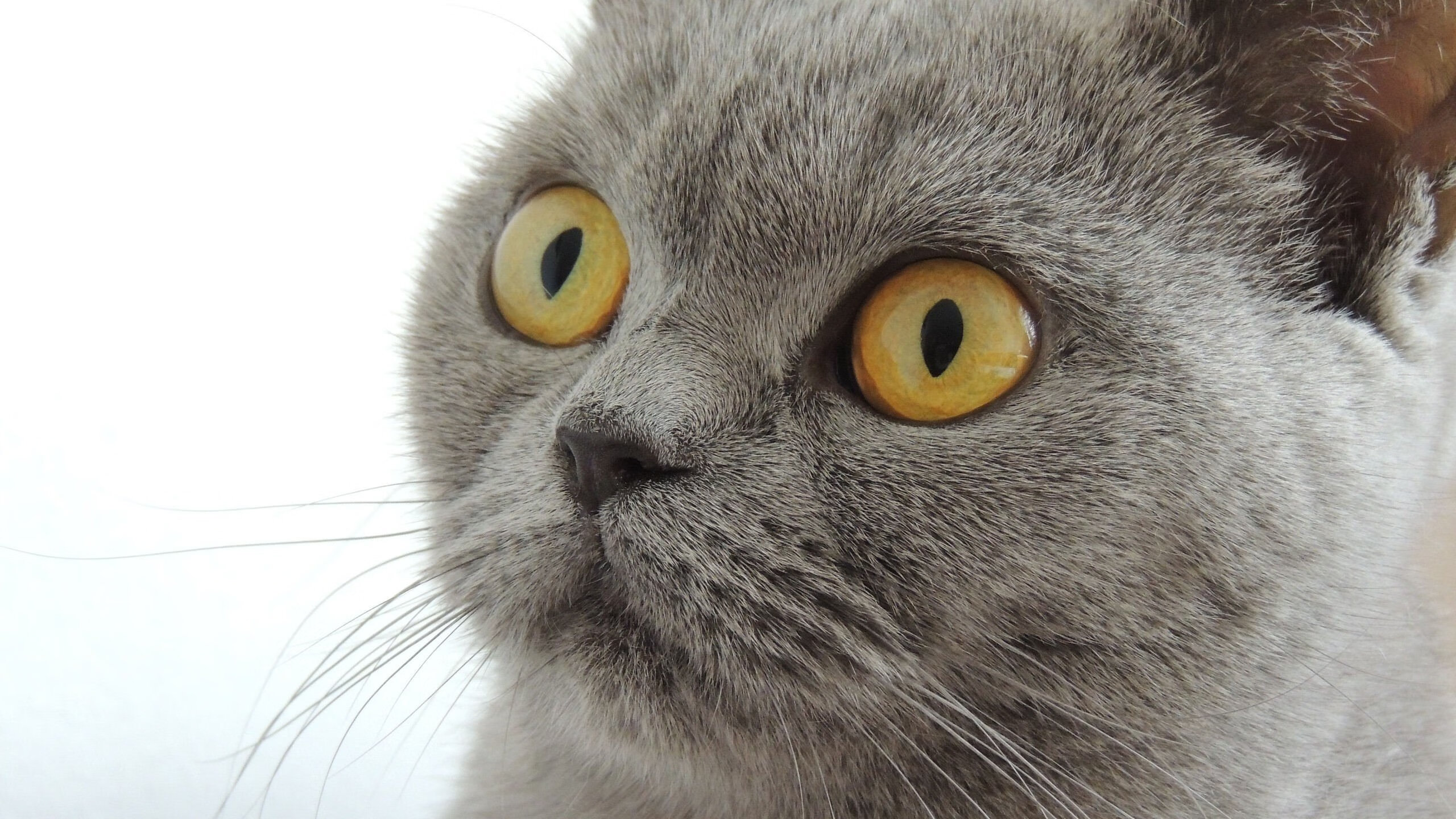 意甲球队基于数据分析调整中场组织策略实践，意甲历史中场