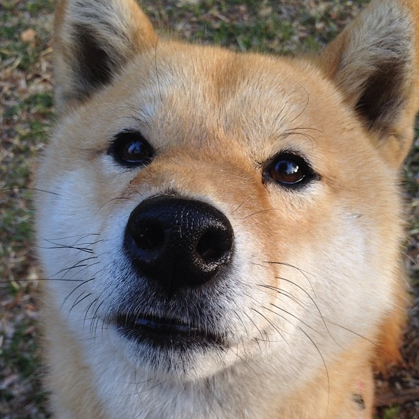 意甲球队基于数据分析调整中场组织策略实践，意甲历史中场