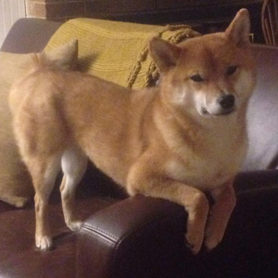 英超球队利用大数据分析优化传球成功率,英超联赛官方用球