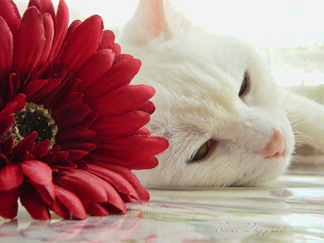 DOTA2战队赛前集训强化协作与反应速度,dota2 青训队