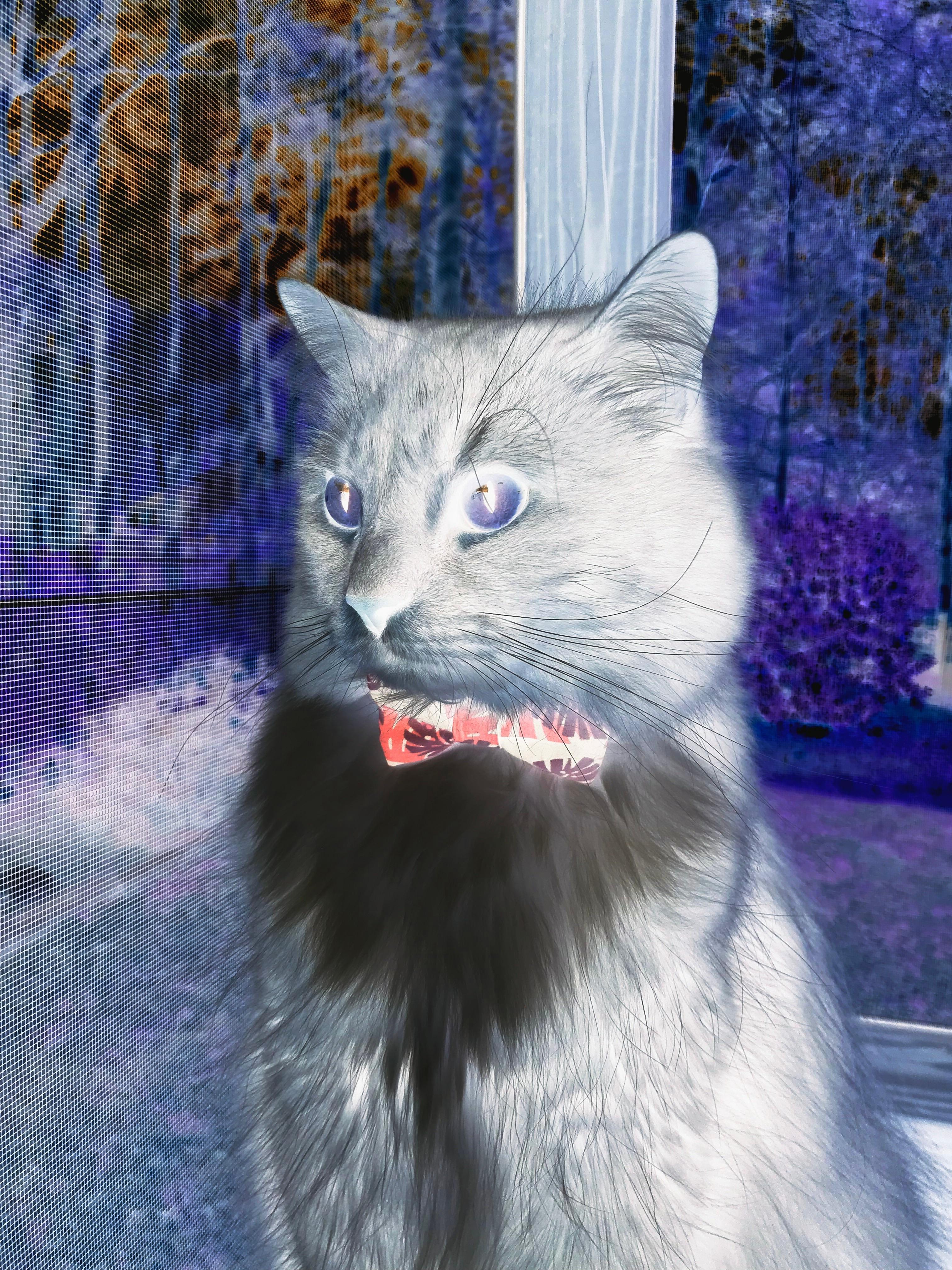 中国香港队赛制解析：如何通过灵活战术应对不同类型的团体赛，香港队再添一枚金牌