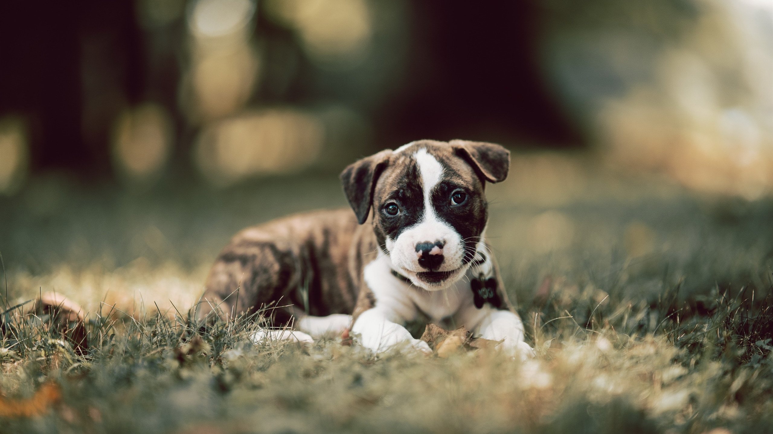 开云官网APP下载-辽宁飞豹外线投射火力全开展现统治力，辽宁飞豹吧 百度贴吧