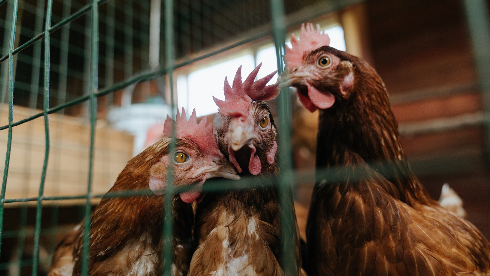 kaiyun体育app-欧洲杯战术大革新：变化多端，令人期待！，欧洲杯战状