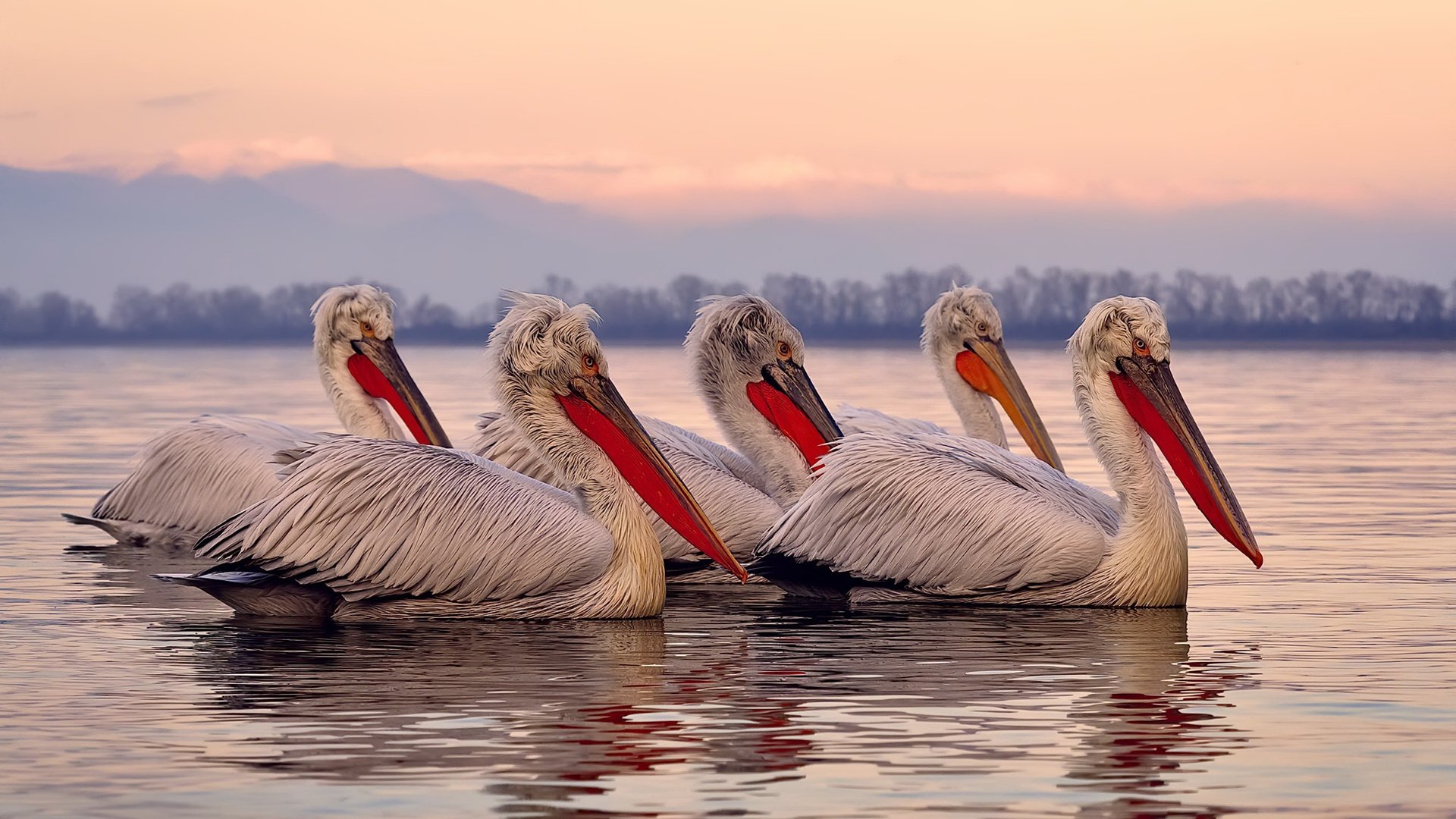 法甲青训崛起:新锐力量不断崭露!,法甲情况