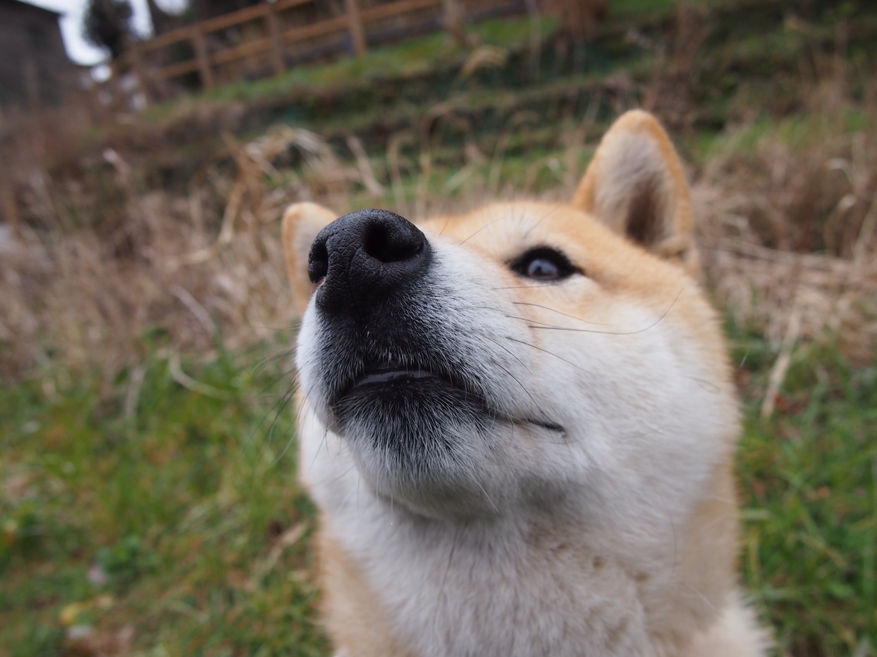 王楚钦对阵韩国名将表现冷静沉着,王楚钦19_0
